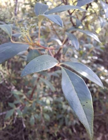 Searsia angustifolia stem-tip